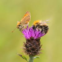 Small Skipper and Bee 